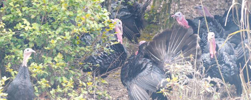 火鸡怎么养，选择在背风向阳的地方搭建鸡舍