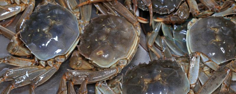活螃蟹怎么保存，可水养也可冷藏