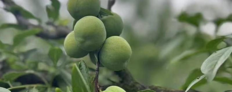 四月李什么时候成熟，是农历四月份成熟的