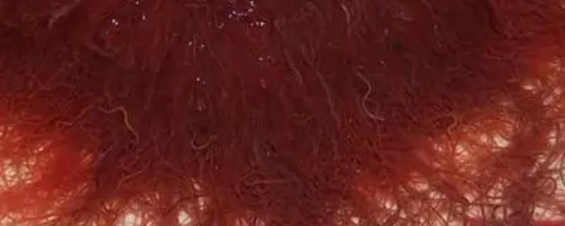 红线虫会不会钻进人体，不进入人体但容易携带细菌和寄生虫