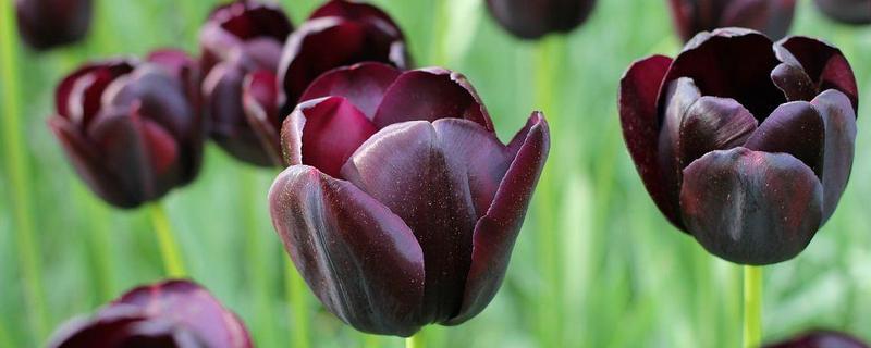 黑色郁金香有什么花语，代表神秘、珍贵、至高无上