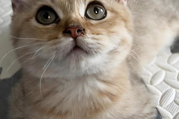 为什么不用给猫咪穿衣服,因为会出现各种不自然的生理反应