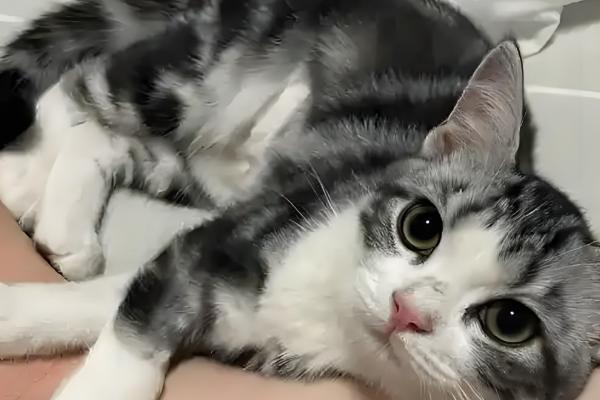 为什么不用给猫咪穿衣服,因为会出现各种不自然的生理反应