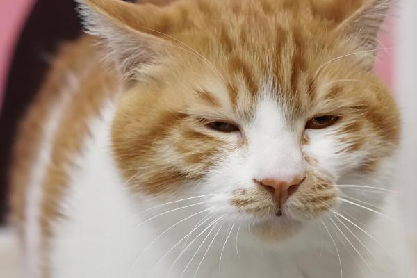 为什么不用给猫咪穿衣服,因为会出现各种不自然的生理反应