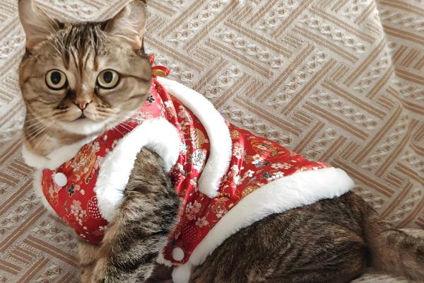 为什么不用给猫咪穿衣服,因为会出现各种不自然的生理反应