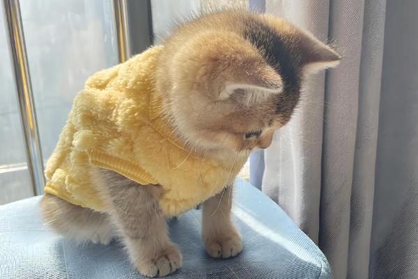 为什么不用给猫咪穿衣服,因为会出现各种不自然的生理反应