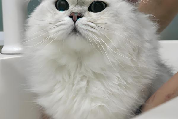 为什么不用给猫咪穿衣服,因为会出现各种不自然的生理反应