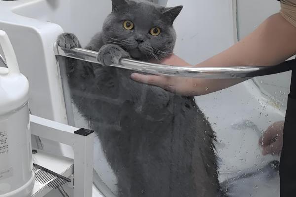 为什么不用给猫咪穿衣服,因为会出现各种不自然的生理反应