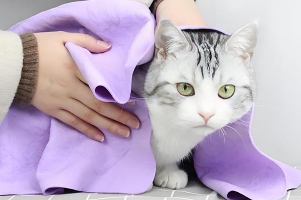 为什么不用给猫咪穿衣服,因为会出现各种不自然的生理反应