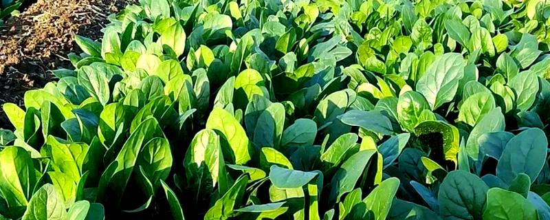 对菠菜施什么肥料可以增加产量，采用有机肥作基肥