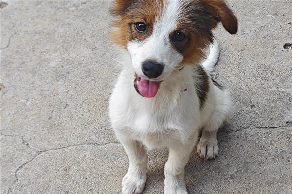 狗狗得了哮喘怎么处理，可以采取药物治疗