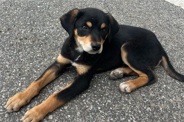 狗狗得了哮喘怎么处理，可以采取药物治疗