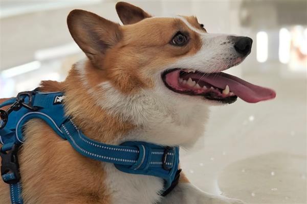 狗狗得了哮喘怎么处理，可以采取药物治疗