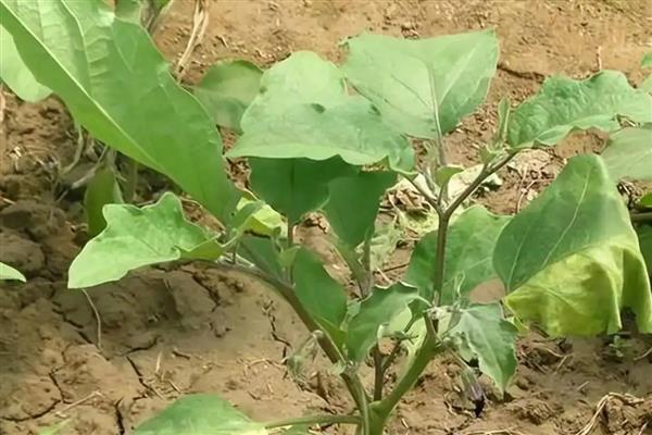 茄子黄萎病怎么防治，可用氨基寡糖素水剂灌根