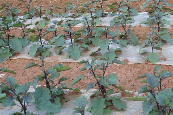 茄子黄萎病怎么防治，可用氨基寡糖素水剂灌根
