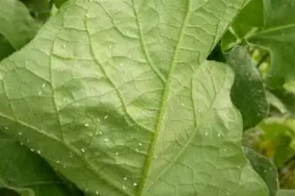 茄子黄萎病怎么防治，可用氨基寡糖素水剂灌根