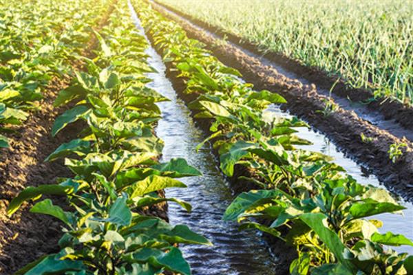 茄子黄萎病怎么防治，可用氨基寡糖素水剂灌根