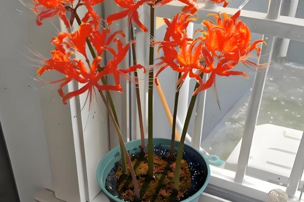 彼岸花能否从植株上面浇水,对着植株浇施容易导致它发霉腐烂