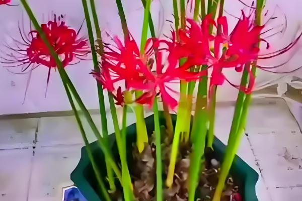 彼岸花能否从植株上面浇水,对着植株浇施容易导致它发霉腐烂