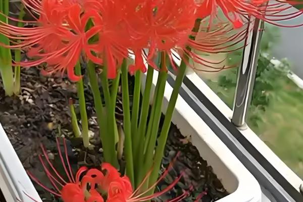 彼岸花能否从植株上面浇水,对着植株浇施容易导致它发霉腐烂