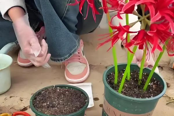 彼岸花能否从植株上面浇水,对着植株浇施容易导致它发霉腐烂