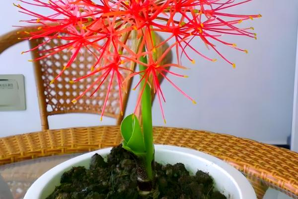 彼岸花能否从植株上面浇水,对着植株浇施容易导致它发霉腐烂