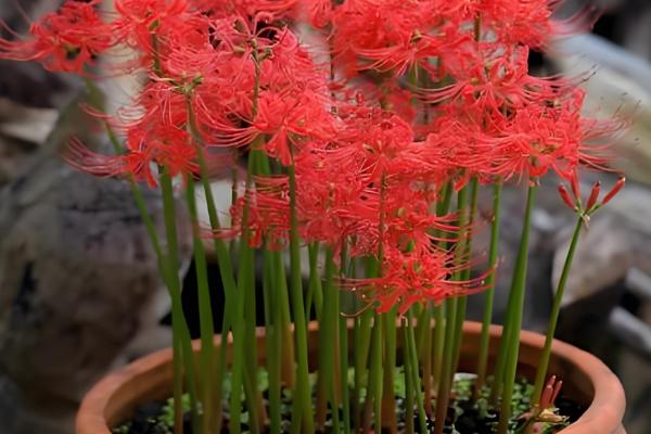 彼岸花能否从植株上面浇水,对着植株浇施容易导致它发霉腐烂