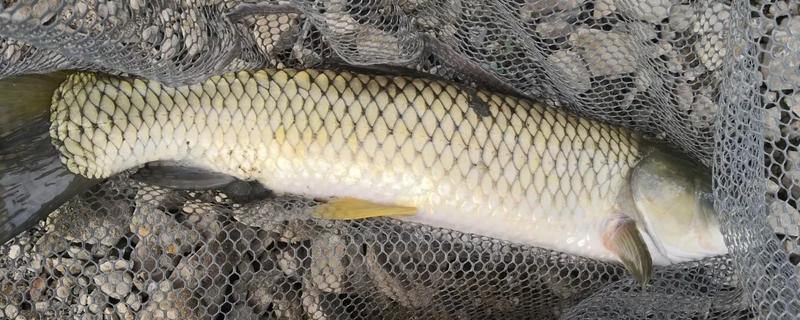 钓草鱼最有效的饵料，推荐豆饼、菜叶、南瓜等