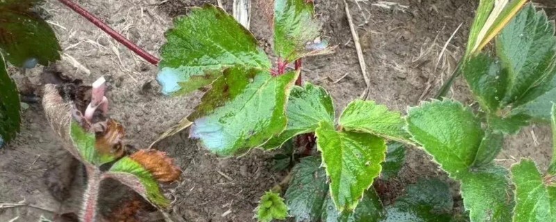 草莓炭疽病的症状，果实受害产生近圆形病斑