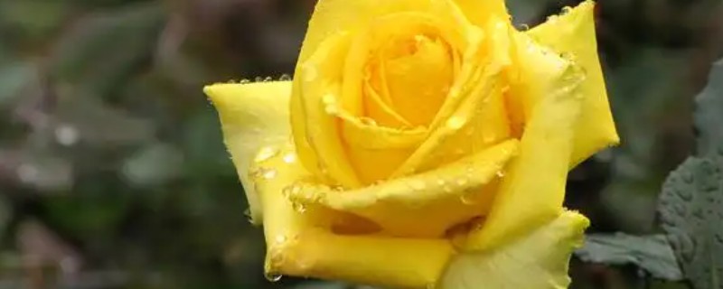 黄色玫瑰有哪些品种，有金香玉、金枝玉叶等