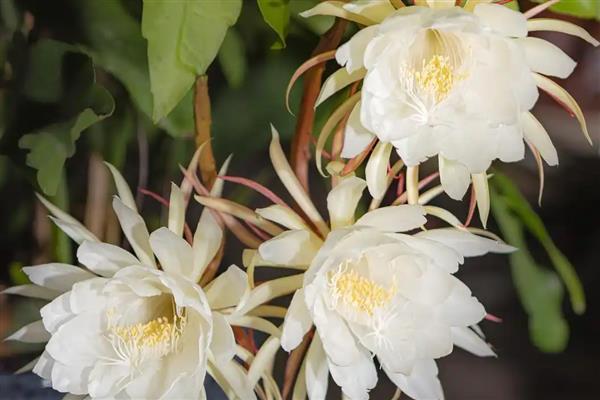 让昙花多开花的方法，每天接受不少于6小时的光照