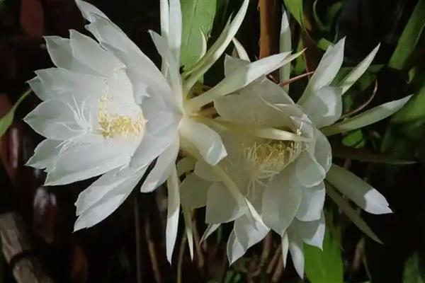 让昙花多开花的方法，每天接受不少于6小时的光照