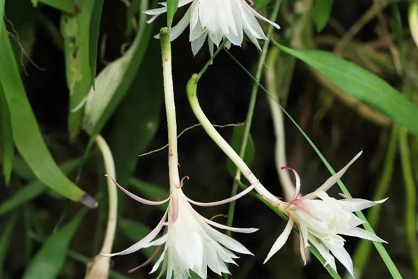 让昙花多开花的方法，每天接受不少于6小时的光照