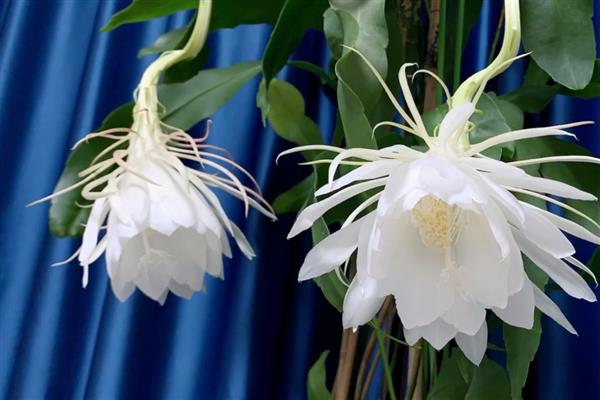 让昙花多开花的方法，每天接受不少于6小时的光照