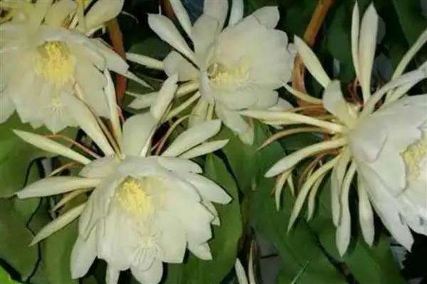 让昙花多开花的方法，每天接受不少于6小时的光照