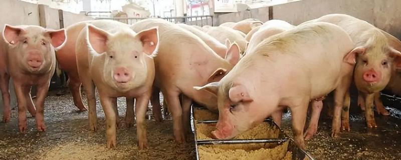 猪体温正常不吃食如何处理，增加运动量可以提高食欲