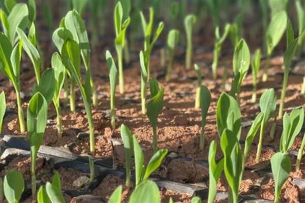 赤霉素有什么作用，可以加快幼苗的生长速度、让籽粒更饱满
