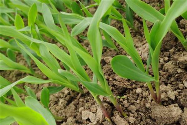 赤霉素有什么作用，可以加快幼苗的生长速度、让籽粒更饱满