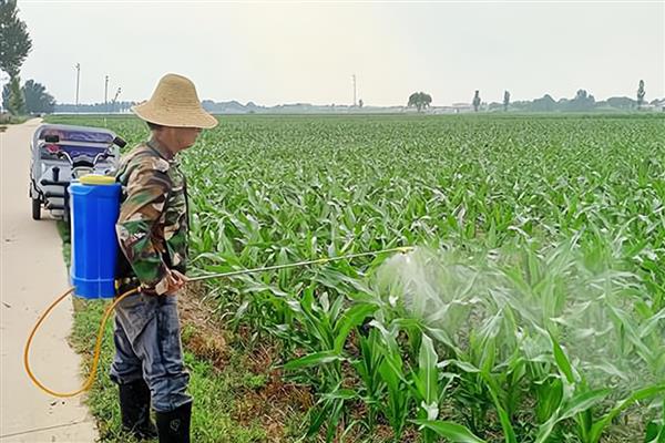 赤霉素有什么作用，可以加快幼苗的生长速度、让籽粒更饱满