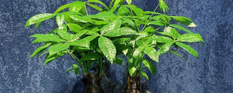 发财树长时间不晒光如何养护，定期放在阳光充足处养一段时间