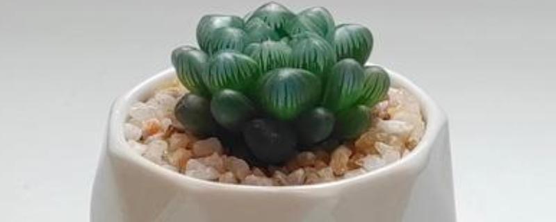 怎么养姬玉露，喜欢高湿的生长条件