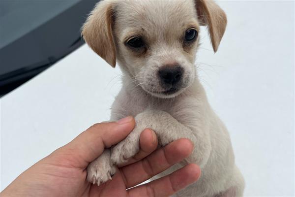 狗狗为什么会低血糖，可能是胰岛素分泌过多所致