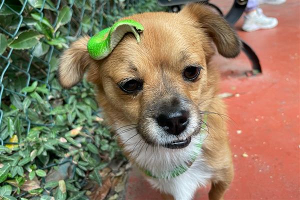 狗狗为什么会低血糖，可能是胰岛素分泌过多所致