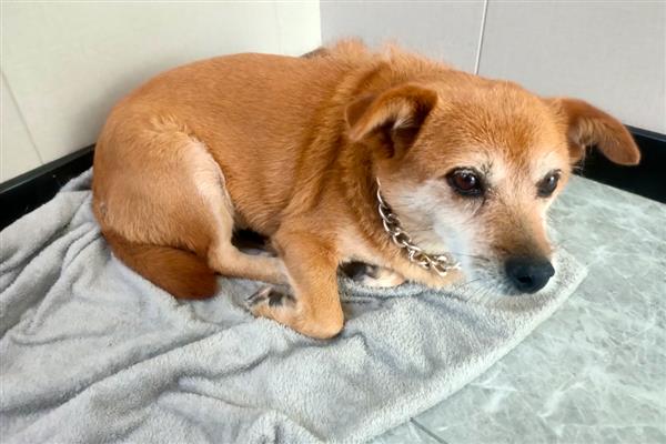 狗狗为什么会低血糖，可能是胰岛素分泌过多所致