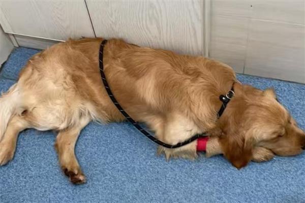 狗狗为什么会低血糖，可能是胰岛素分泌过多所致