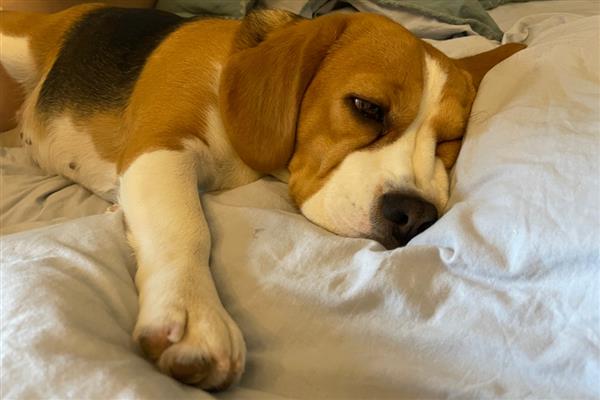 狗狗为什么会低血糖，可能是胰岛素分泌过多所致