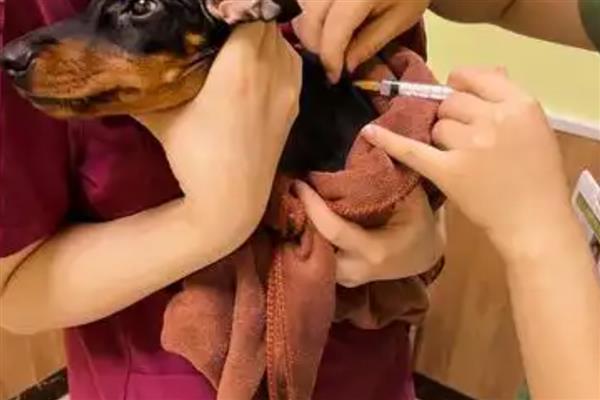 狗狗为什么会低血糖，可能是胰岛素分泌过多所致