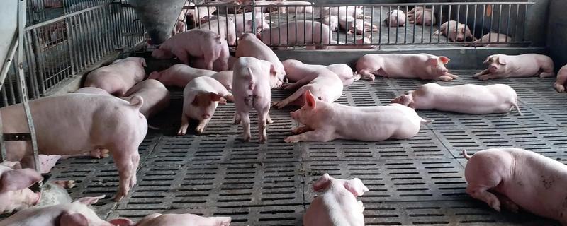 猪要养多长时间才可以出栏，大概要6个月左右