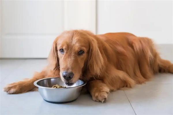 狗狗为什么会低血糖，可能是胰岛素分泌过多所致