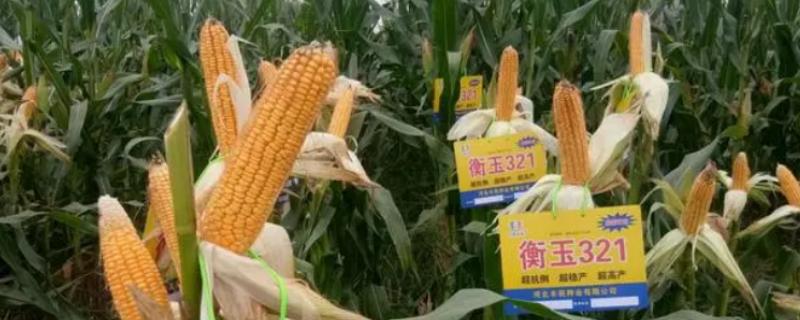 衡玉321的特征特性，中抗穗腐病等病害